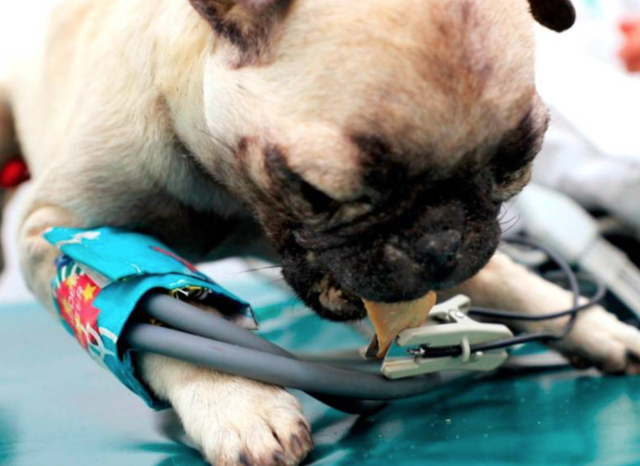 Modelo bio mecatrónico de un perro elaborado por docentes del ITM y la UdeA. Fotografía propiedad del Departamento de Comunicaciones del ITM Modelo bio mecatrónico de un perro elaborado por docentes del ITM y la UdeA. Fotografía propiedad del Departamento de Comunicaciones del ITM